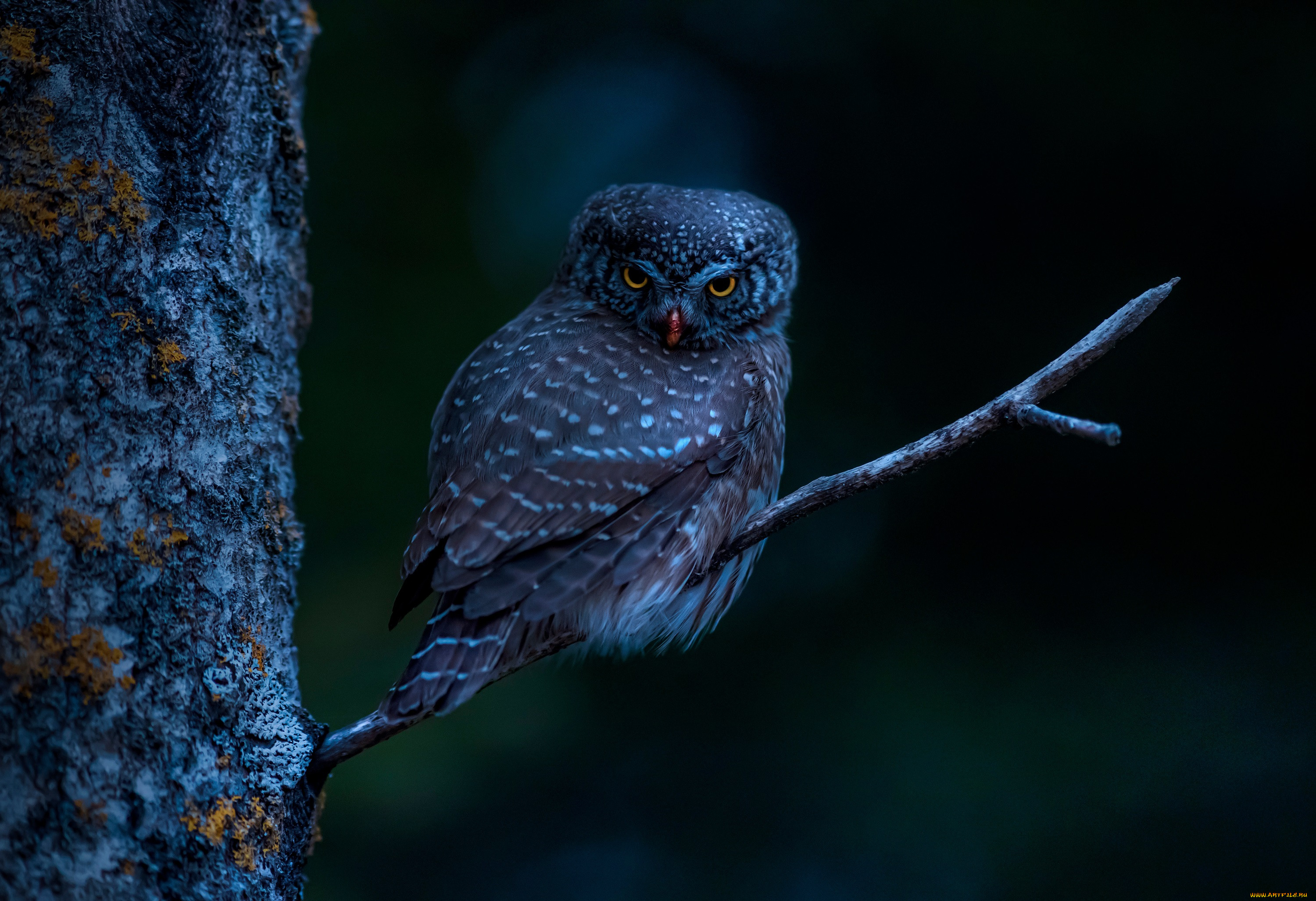 , , eurasian, pygmy, owl, bird, tree, branch, night, dark, animals